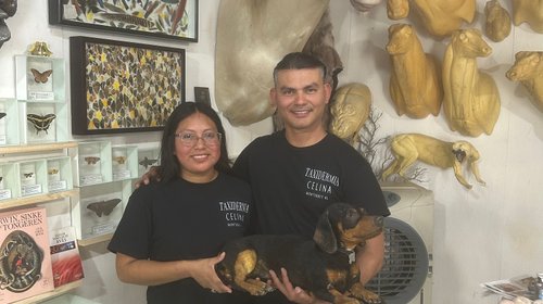 nl_taxidermia_ca13883b68