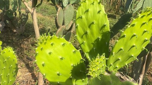 Esperan productores de nopal repunte en el precio