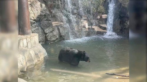 oso_museo_desierto1_51a8dc2843