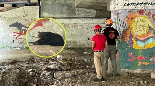 Moviliza avistamiento de oso de gran tamaño en Río La Silla