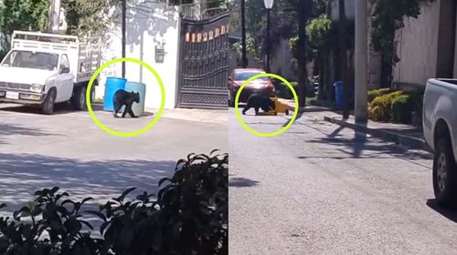 Captan a osezno en busca de alimento en basura en San Pedro
