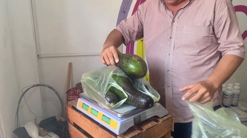 Orgullo de Tamaulipas: produce Ocampo paguas gigantes