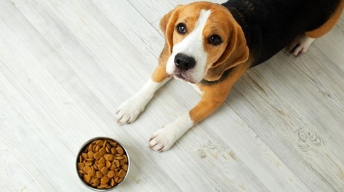 perro_alimentos_iva_3bab8d588f