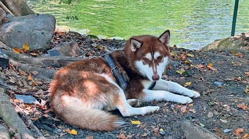 Perro obtiene pensión alimenticia tras divorcio de sus dueños