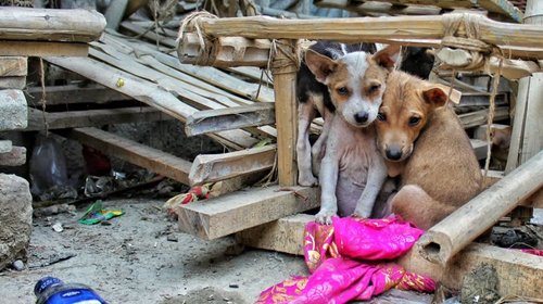 Buscan dar atención completa a perros sin dueño en zonas rurales