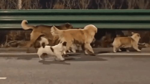 perros_china_5399e9ba55