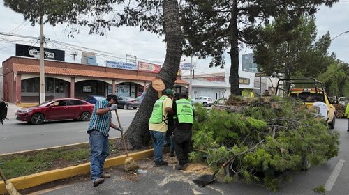 Realizan poda preventiva sobre bulevar Venustiano Carranza