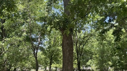 plaga_arbol_nuez1_1373c0a709