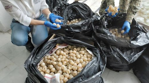 Aseguran más de 11 mil huevos de tortuga marina en Colima