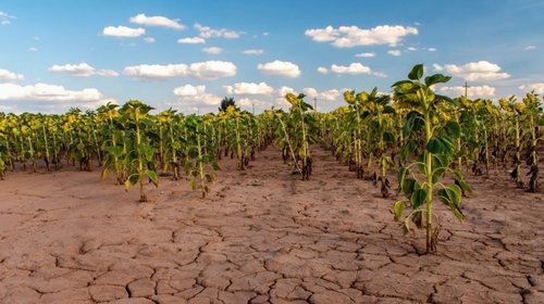 Precios de alimentos suben 2.5% anual por guerra y sequía