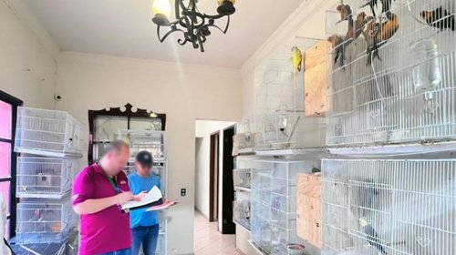 Aseguran 252 aves en domicilio de Mazatlán; no tenía permiso