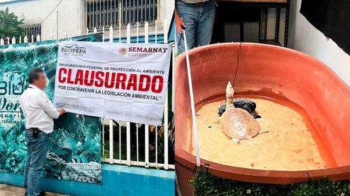 Aseguran tres reptiles y clausuran establecimiento en Chiapas