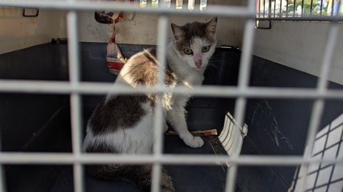 proteccion_civil_salva_gato1_b7d8b286b9