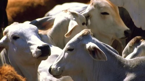 Sonora reanuda exportación de ganado por Agua Prieta