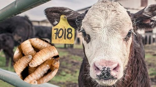 Reaparece gusano barrenador en EUA, a días de próxima apertura