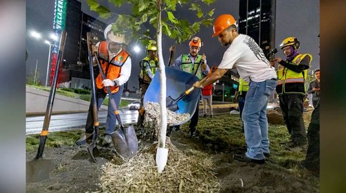 reforestacion_centro_8802ac25e1