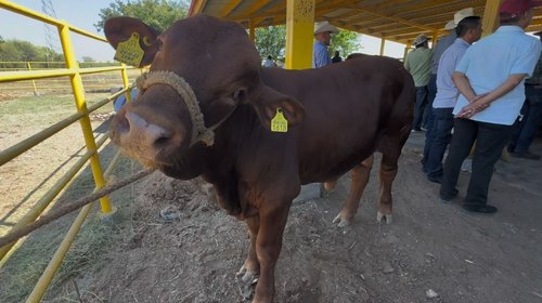 Refuerza Nuevo León programa de mejora genética de ganado