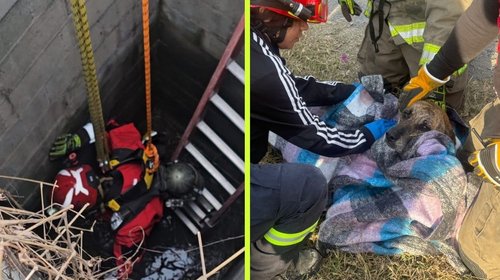 rescatan_a_perrita_cisterna_monterrey_ef77e39314