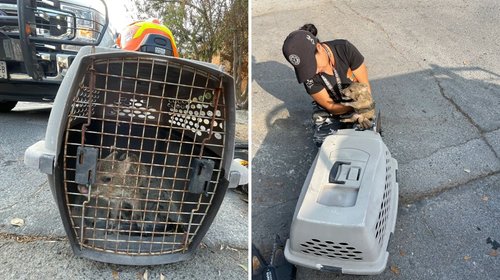 rescatan_bebe_pecari_dcab3be907