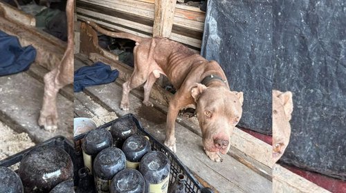 rescatan_dos_perros_de_maltrato_santa_catarina_86be89425a