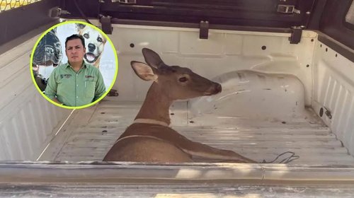 Rescatan venada en Reynosa; alertan por fauna en zonas urbanas