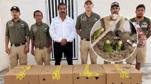 Resguardan en Ecopark Matamoros a 26 loros mexicanos por tráfico
