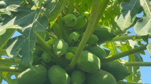 Alertan riesgo por sembrar papaya cerca de huertos de cítricos