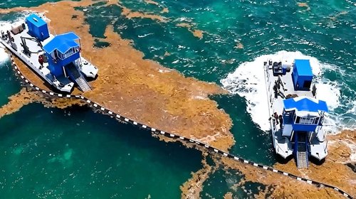 Marina fortalece operativo contra sargazo en Quintana Roo