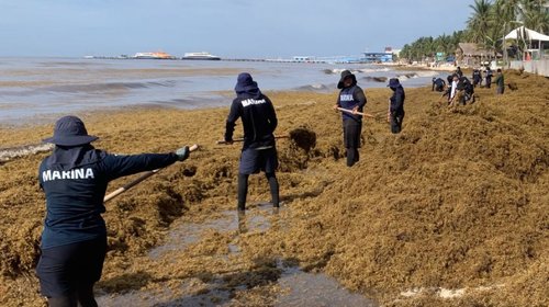 Semarnat: Ahoga el sargazo las playas de Quintana Roo