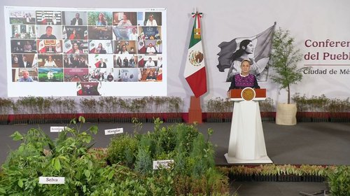 Sembrarán 6.6 millones de árboles en jornada de reforestación