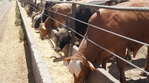 sequia_bloqueos_ahogan_ganaderos_coahuila_8b0f14c70e