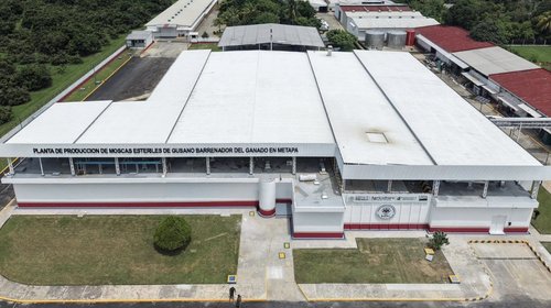Destinan inversión compartida para combatir gusano barrenador