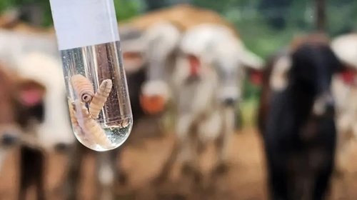 Sonora activa cerco sanitario por gusano barrenador