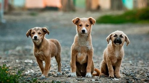 street_dogs_9b3bdc2584