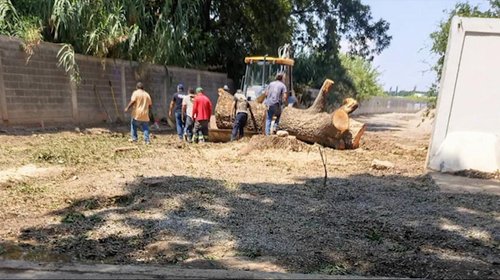 Frena Saltillo tala de árboles sin previa evaluación
