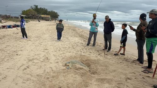 tortuga_lora_anidando_d082ee64ae