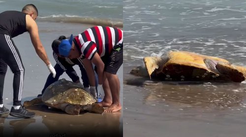 tortuga_muerta_8e58ced863