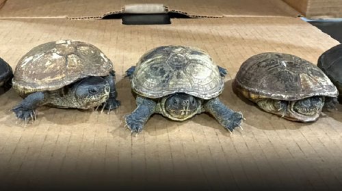 Interceptan envío de tortugas con destino a Malasia en CDMX