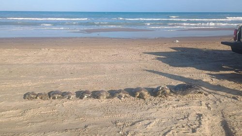 tortugas_mueren_playa_bagdad_7e3d4b55fa