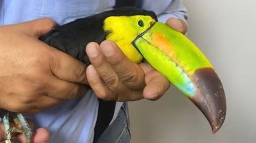 Aseguran dos ejemplares de tucán pico de canoa en Chihuahua