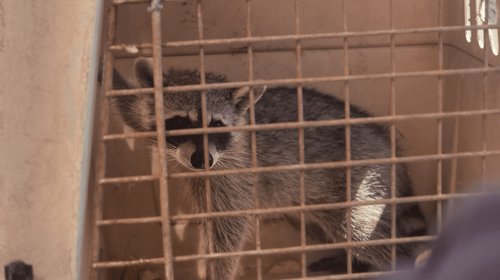 Protección Civil rescata a mapache atrapado en supermercado