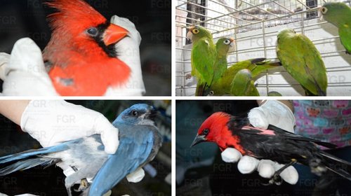 small_vinculan_hombres_trafico_animales_9082e3aa4e