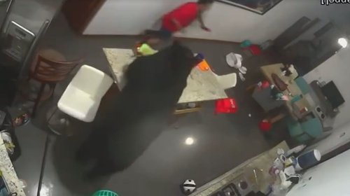Hombre resulta herido por oso en su casa en San Pedro