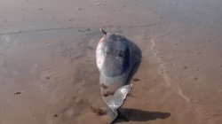 18df82ff_e9c7_485b_a9dc_f0598ef81f6a_2856c08184