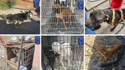 22_animales_chihuahua_ed4036c8df