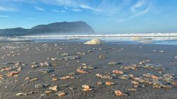 AP_25295034840163_a0e9adf8a8