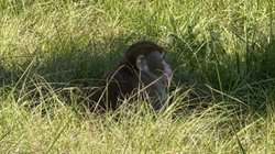 AP_25304829875415_4bd33c47f0