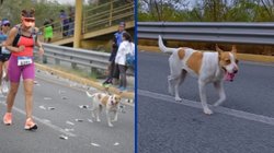 Buscan_a_perrito_que_corre_42k_del_Maraton_Powerade_Monterrey_2bc5df9b55