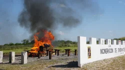 Destruyen_droga_asegurada_en_Reynosa_durante_operativo_conjunto_b523be1626