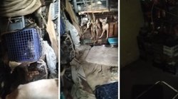 EH_COLLAGE_3_ca7308fa7c